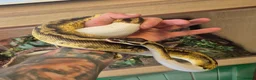 Python Snake reptiles for sale: 2x Royal Pythons for sale Female and Male  - Advert 3