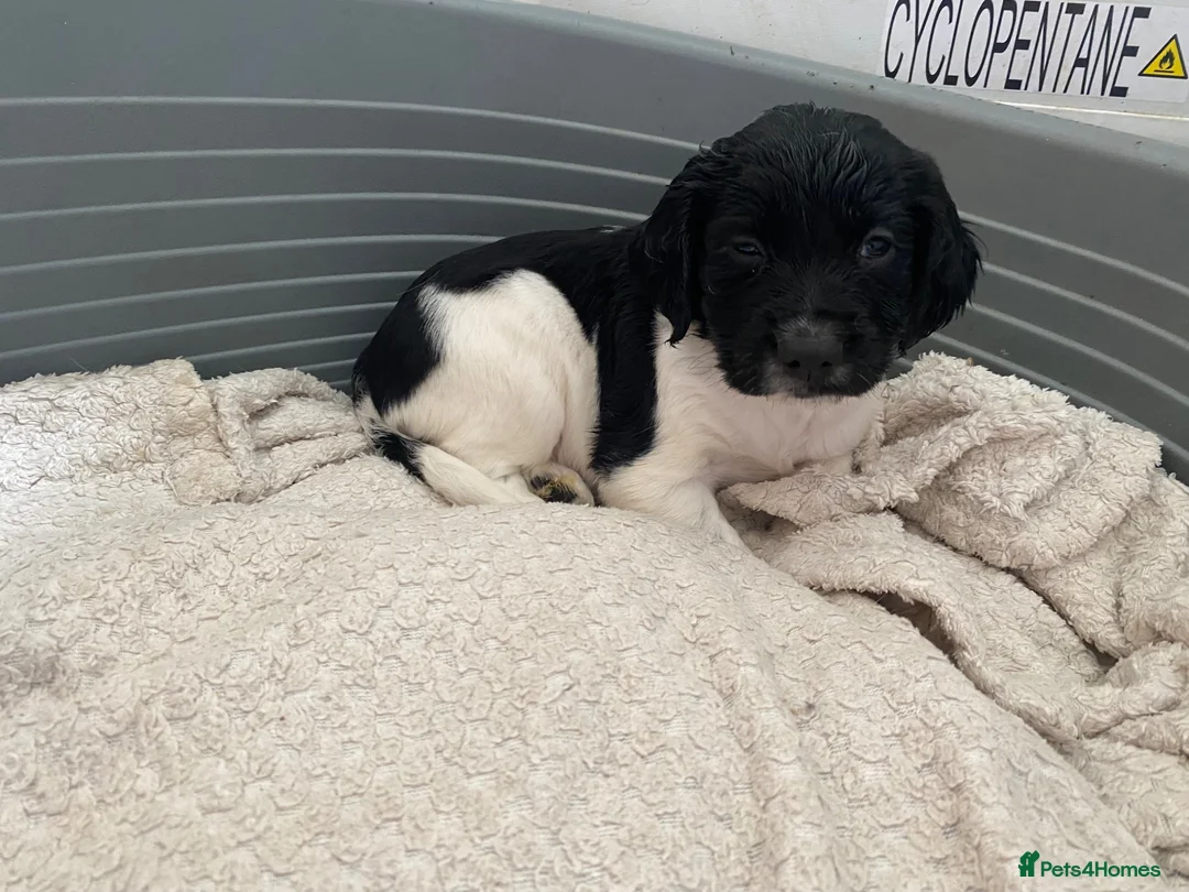 Sprocker dogs for sale: Beautiful litter of 6 sprocker spaniels  - Advert 8
