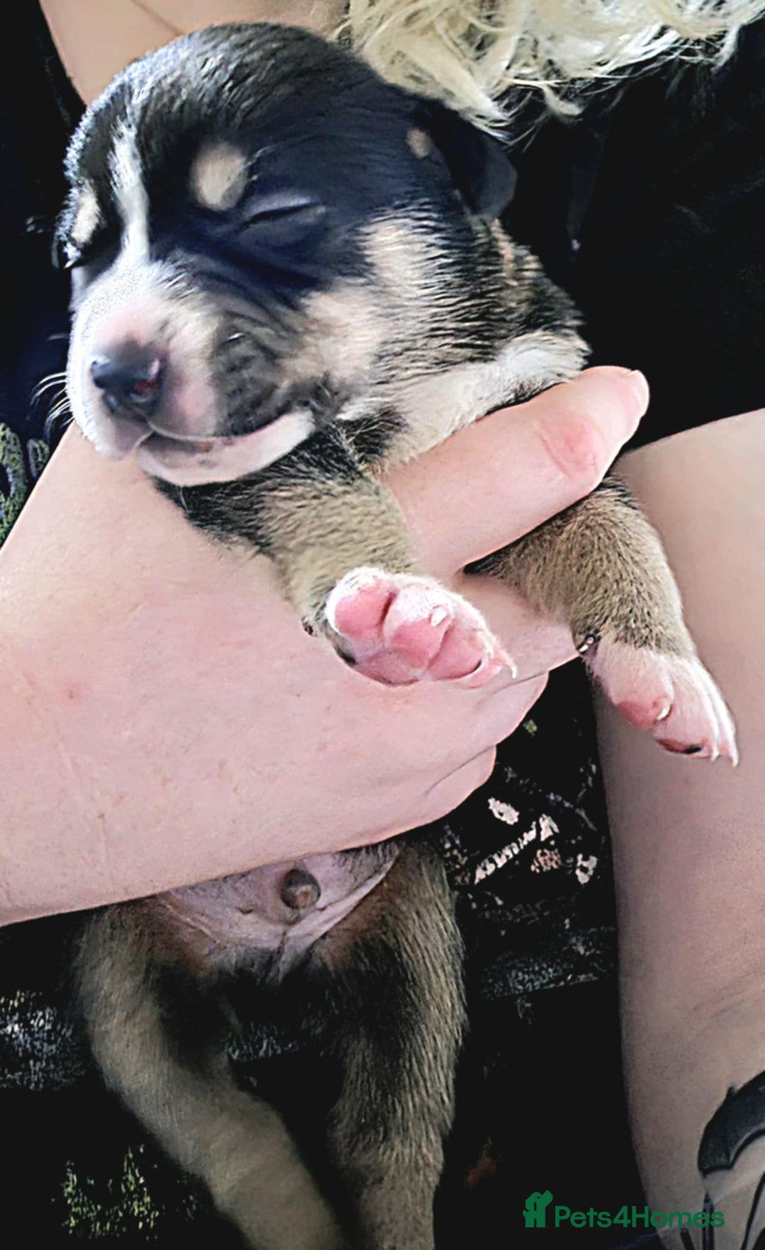Mixed Breed dogs for sale: Heinz Pups for Sale  - Image 2