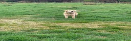 Golden Retriever dogs for sale: ✨EXCEPTIONAL KC GOLDEN RETRIEVER PUPPIES✨ - Advert 3