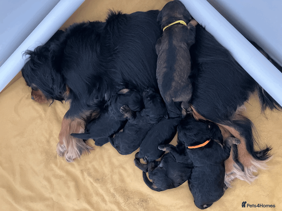Cavapoo dogs for sale: F1 Cavapoo Puppies from Heath Tested Parents - Image 14