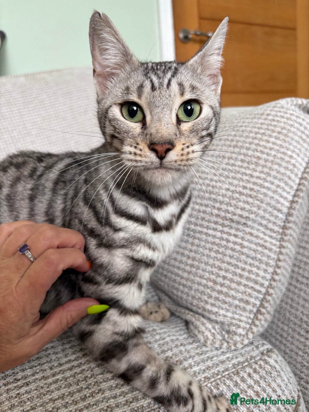 Toyger cats for sale: Superb rare silver Toyger girl  - Image 3