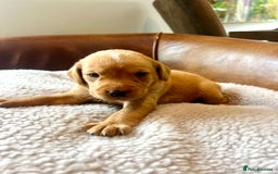 Labrador Retriever dogs for sale: 8 Fox Red/Black Working Labradors - Image 3