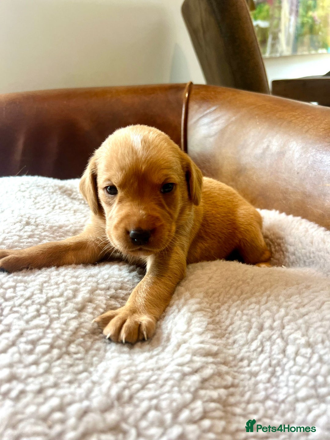 Labrador Retriever dogs for sale: 8 Fox Red/Black Working Labradors - Image 3