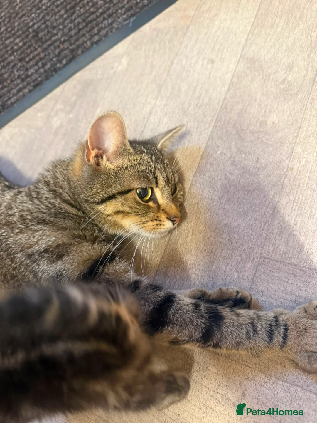 Mixed Breed cats for sale: 4 tabby kittens  in Sheffield - Advert 1