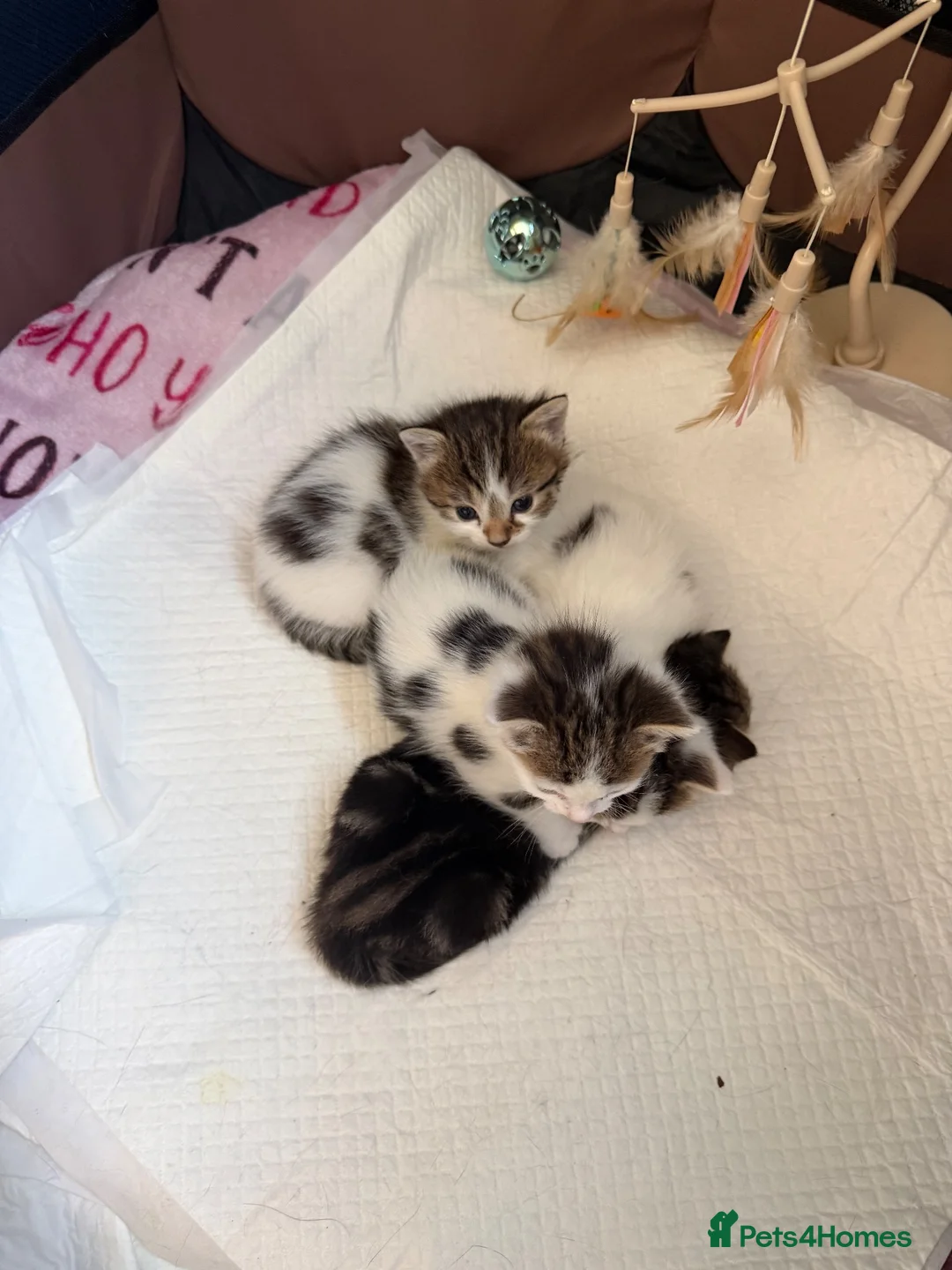 Mixed Breed cats for sale: Beautiful kittens looking for homes  - Advert 9