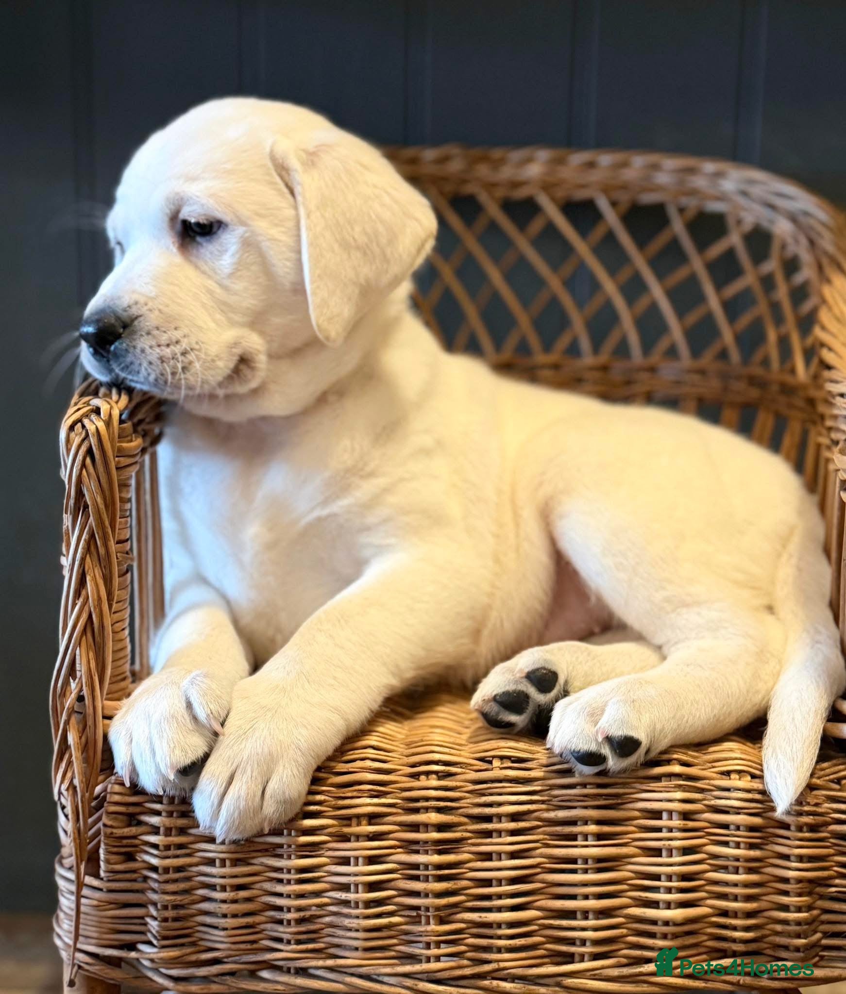 Labrador Retriever dogs 10 chunky Yellow/white labs 280 plus clear DNA - Advert 1