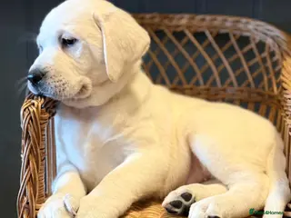 Labrador Retriever dogs 10 chunky Yellow/white labs 280 plus clear DNA - Advert 1