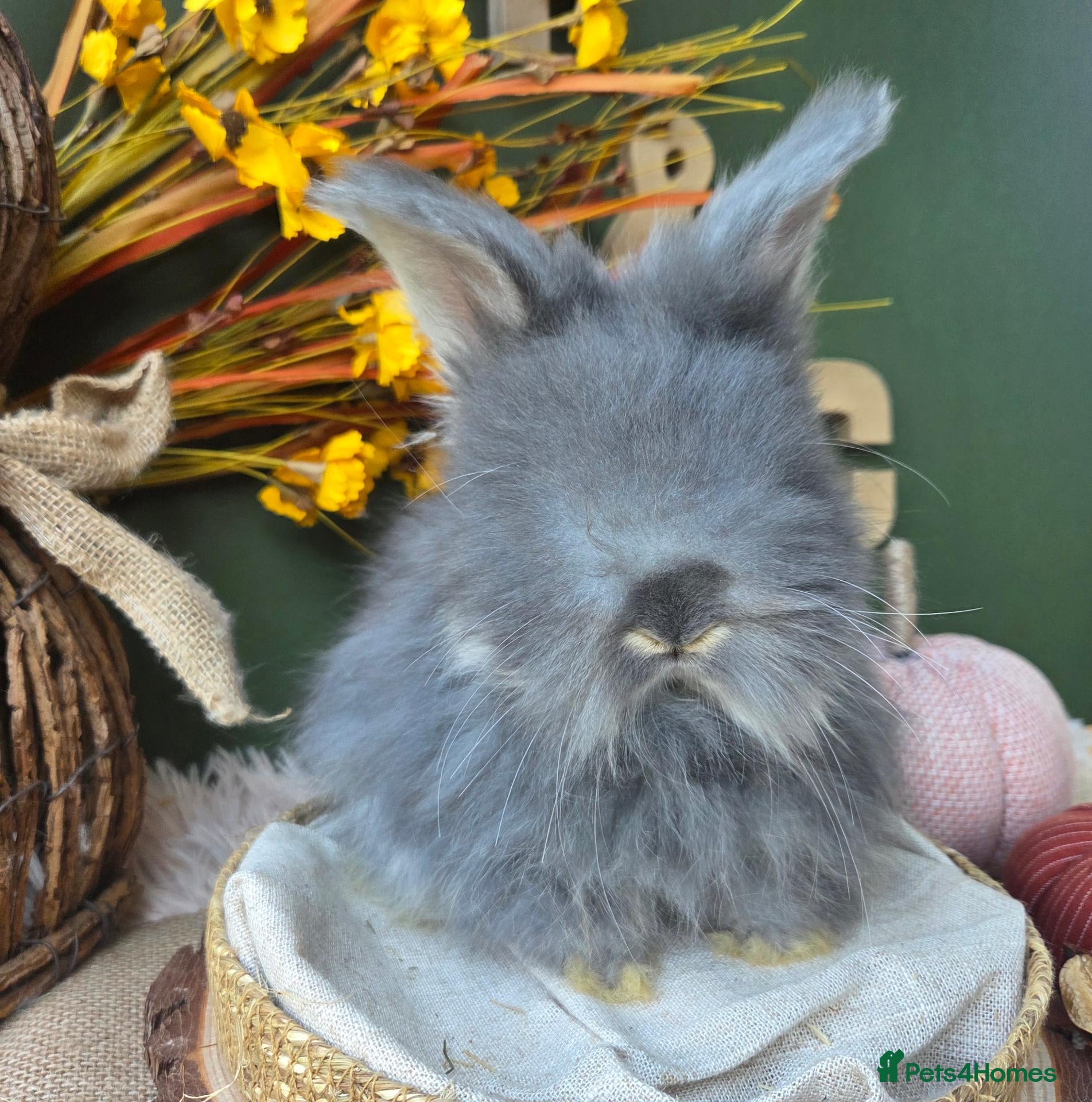 Angora rabbits English Angora Babies - Advert 6