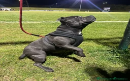 Staffordshire Bull Terrier dogs for sale: 🏆  GRAND CHAMPION Staffordshire Bull Terrier Pups - Image 5