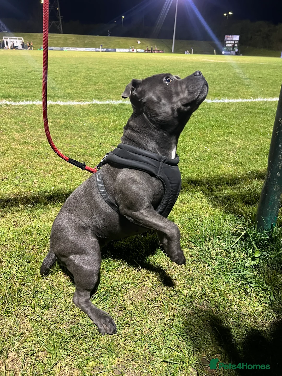 Staffordshire Bull Terrier dogs for sale: 🏆  GRAND CHAMPION Staffordshire Bull Terrier Pups - Image 5