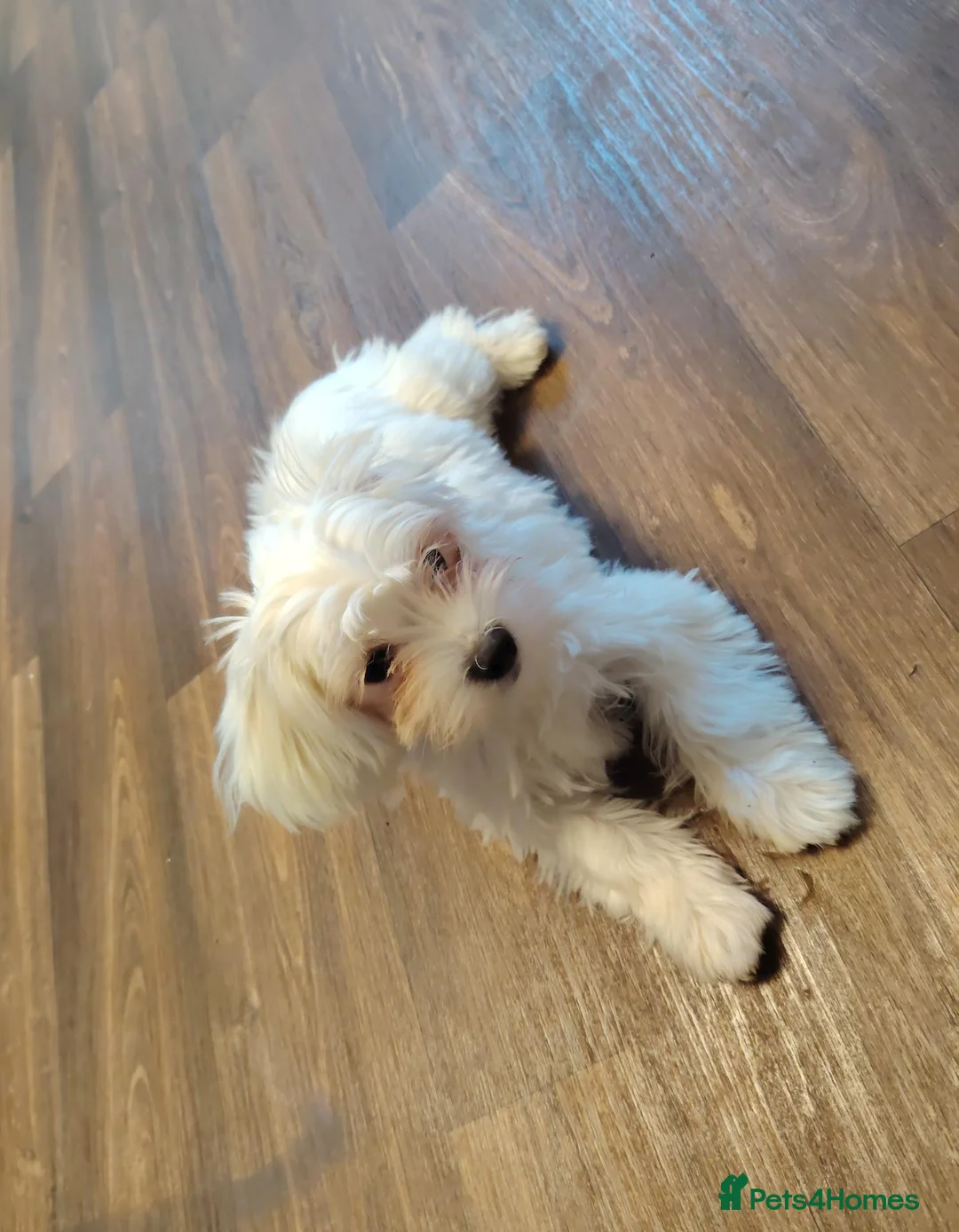Maltese dogs for sale: Little princess  - Advert 10