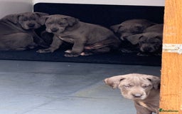 Great Dane dogs for sale: Great Dane puppies looking for forever homes  - Image 15