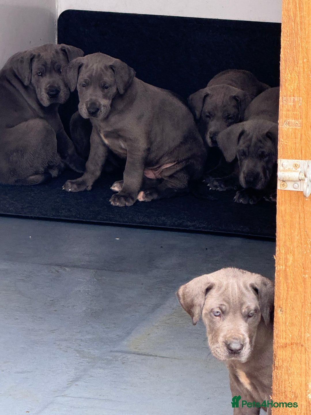 Great Dane dogs for sale: Great Dane puppies looking for forever homes  - Image 15