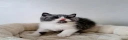 British Shorthair cats for sale: British Shorthair Males & Females in Leicester - Advert 23