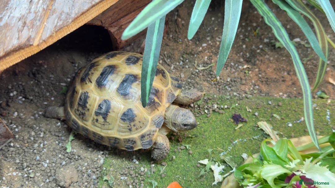 Tortoise reptiles for sale: Horsefield tortoise with complete setup - Advert 1