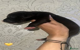 Great Dane dogs for sale: HARLIQUIN & BLACK PUPS KC REGISTERED  - Image 4
