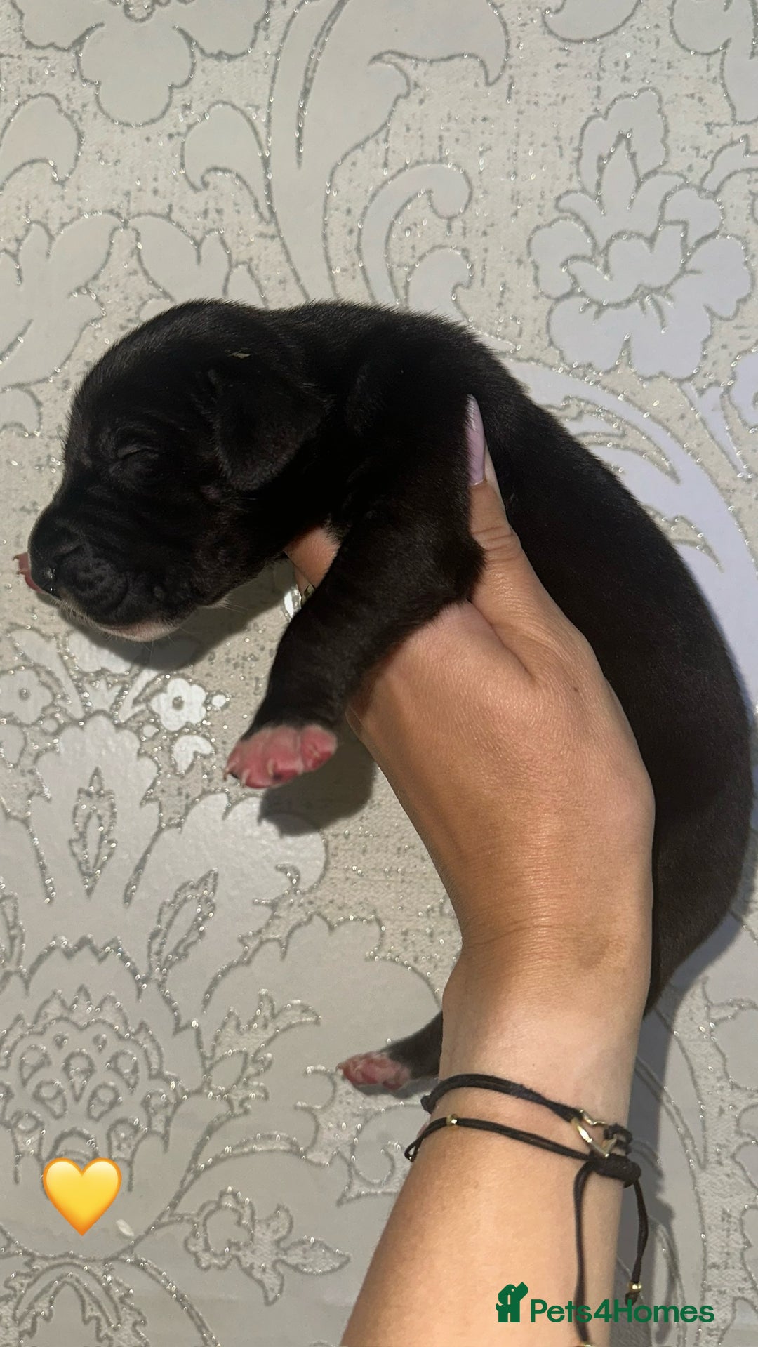 Great Dane dogs for sale: HARLIQUIN & BLACK PUPS KC REGISTERED  - Image 4