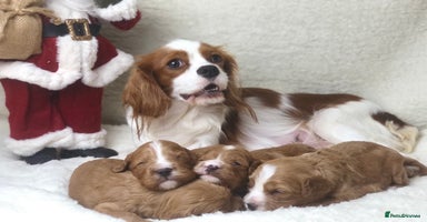 Cavapoo dogs Red F1 Cavapoo Ready to leave 20th December🐾🩵 - Advert 1