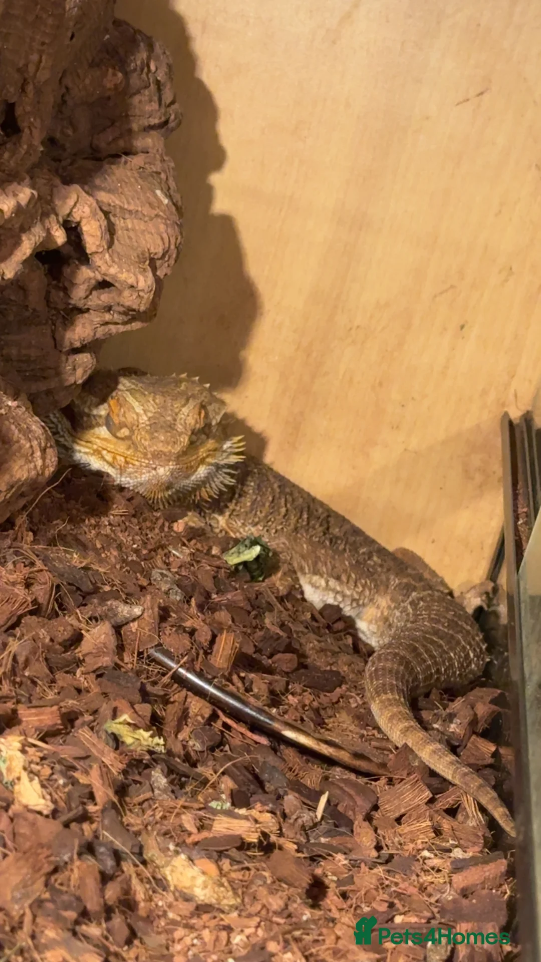 Bearded Dragon reptiles for sale: 5 year old male bearded dragon - Advert 3