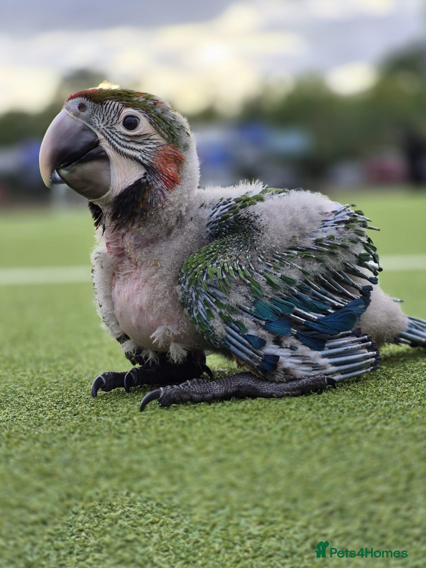 Macaws birds Baby Harlequin Macaw for sale - Advert 1