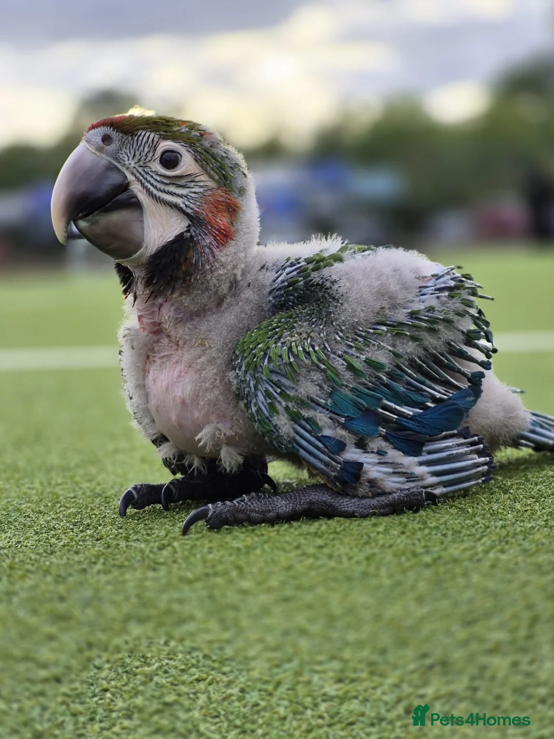 Macaws birds for sale: Baby Harlequin Macaw for sale - Advert 1