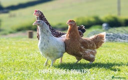 Chickens poultry for sale: Point of Lay Chickens - 15 Varieties now ready in Newent - Image 3