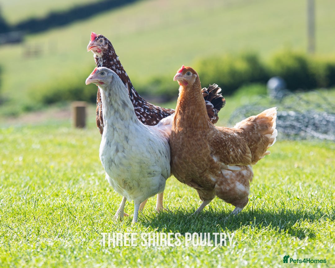 Chickens poultry for sale: Point of Lay Chickens - 15 Varieties now ready in Newent - Image 3