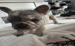 French Bulldog dogs for sale: Beautiful French bulldogs seek homes - Image 8