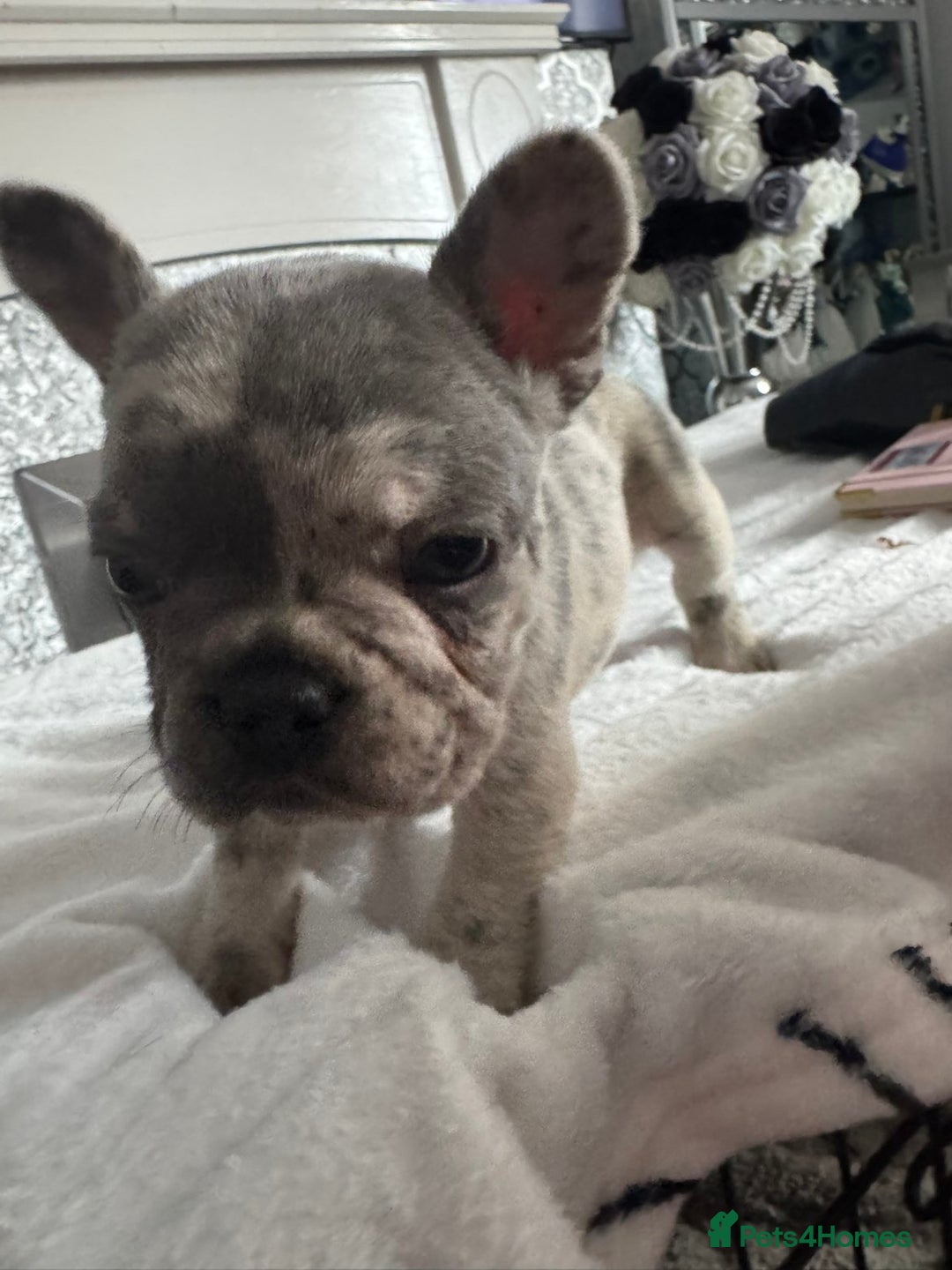 French Bulldog dogs for sale: Beautiful French bulldogs seek homes - Image 8