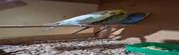 Budgerigars birds for sale: Male budgies  - Advert 5