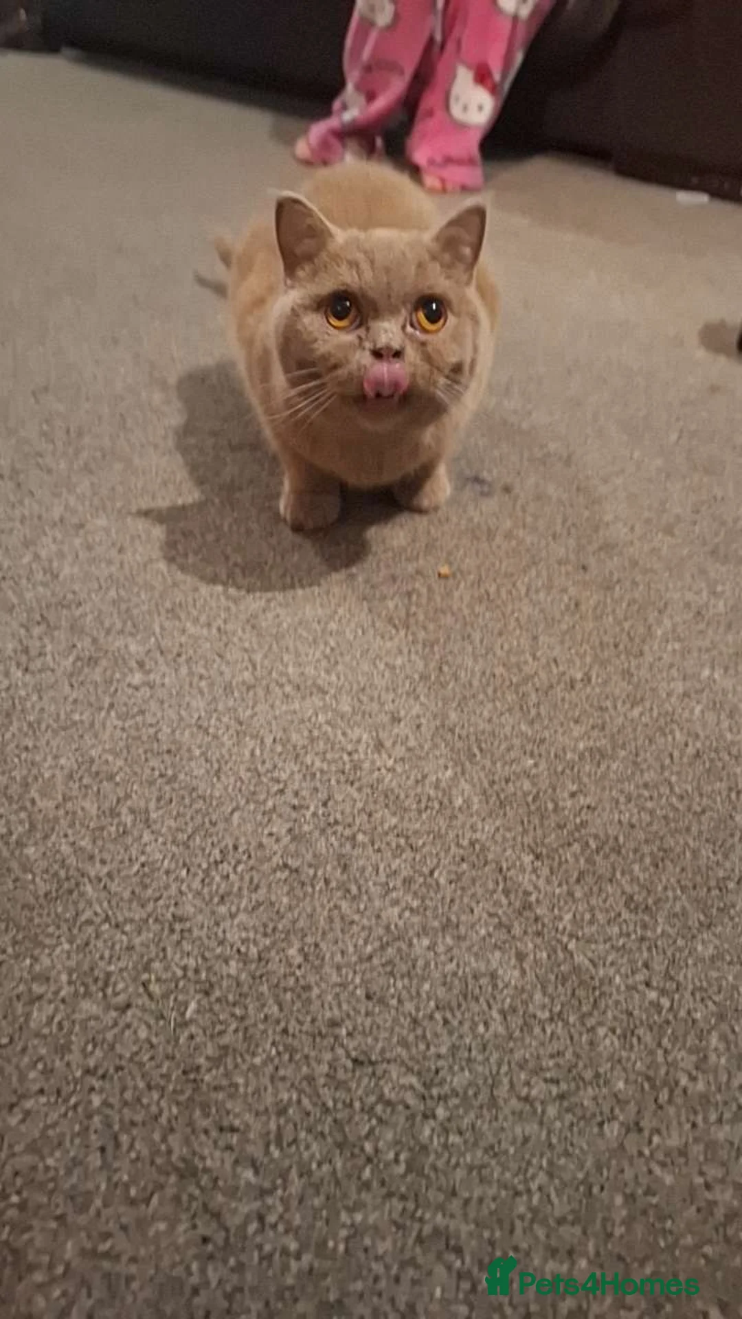 British Shorthair cats for sale: Female bsh in Leeds - Advert 3