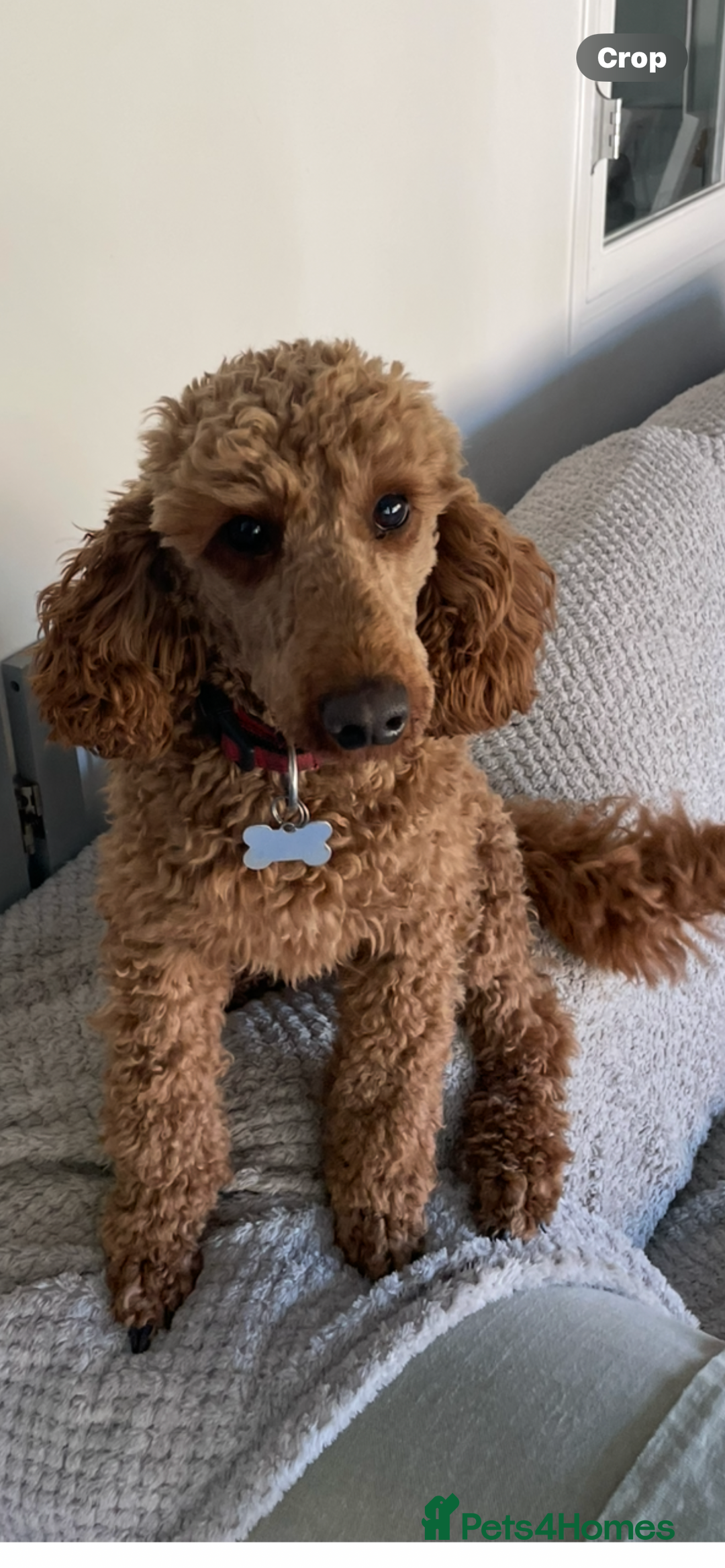 Cockapoo dogs for sale: F1 cockapoos parents dna health tested - Image 12