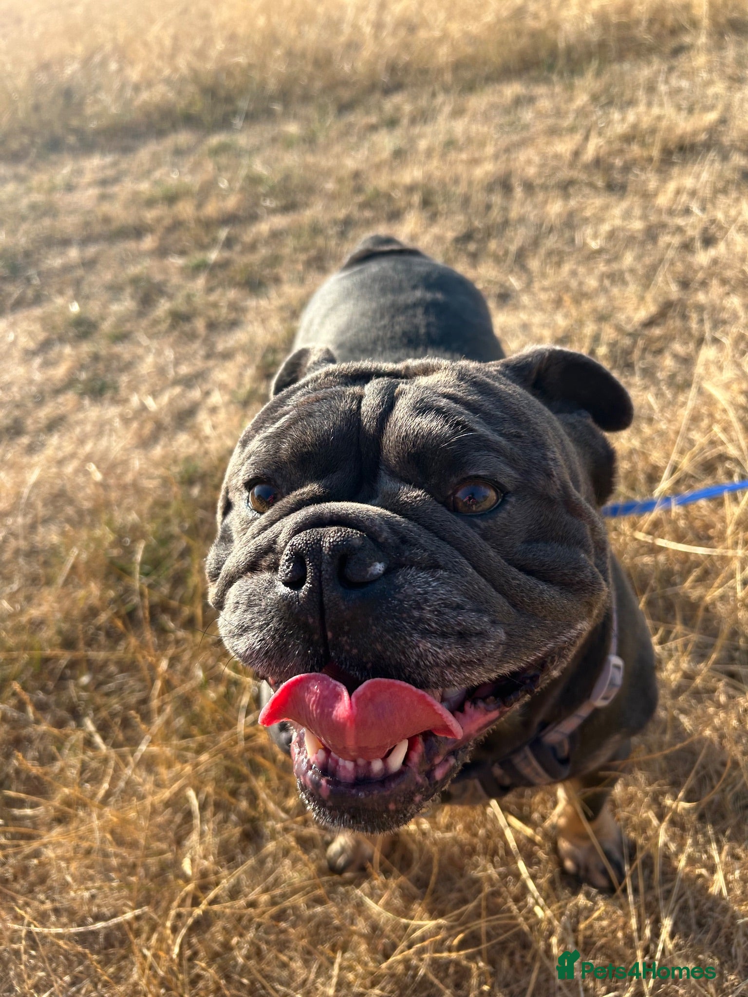 Mixed Breed dogs Winston looking for his forever home. - Advert 10