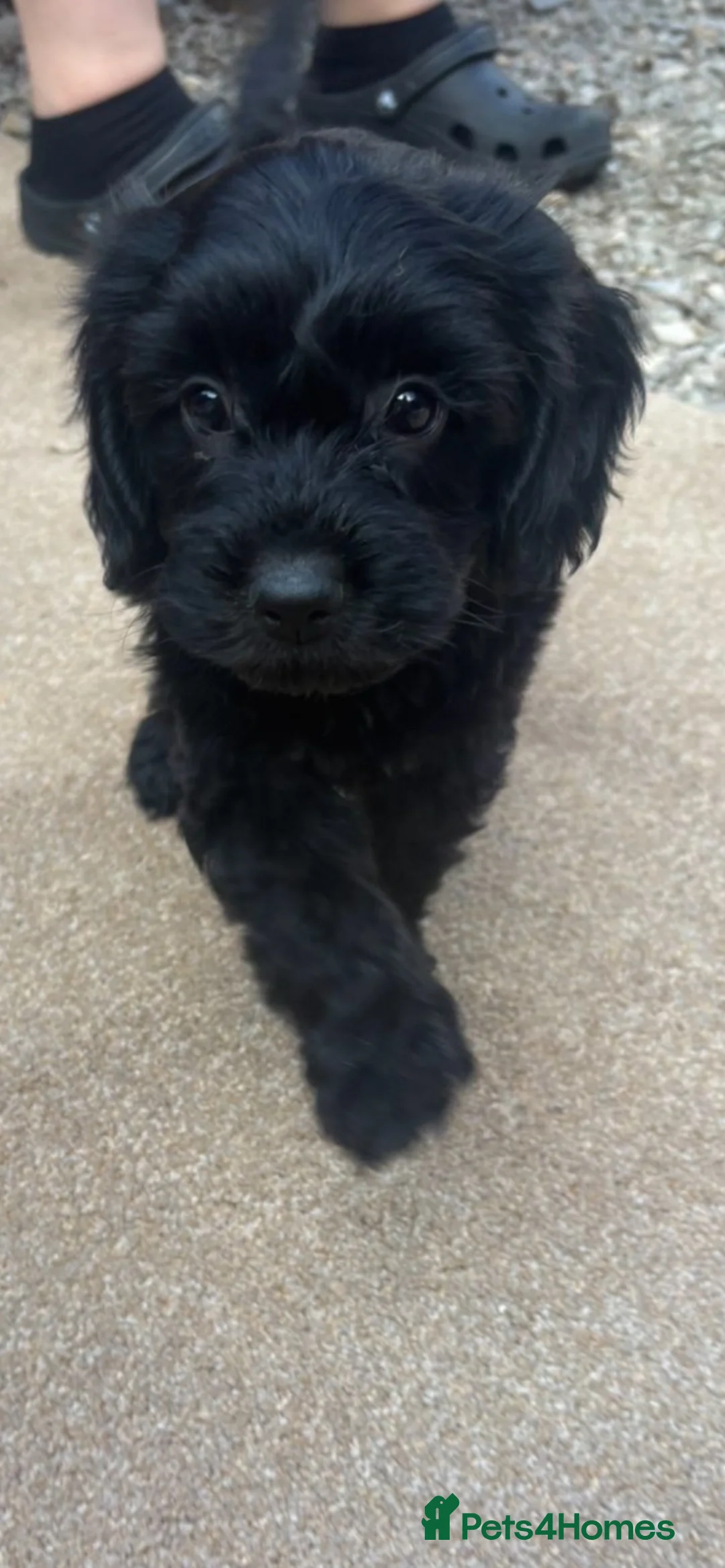 Cocker Spaniel dogs for sale: Cocker puppies  in Frome - Advert 2