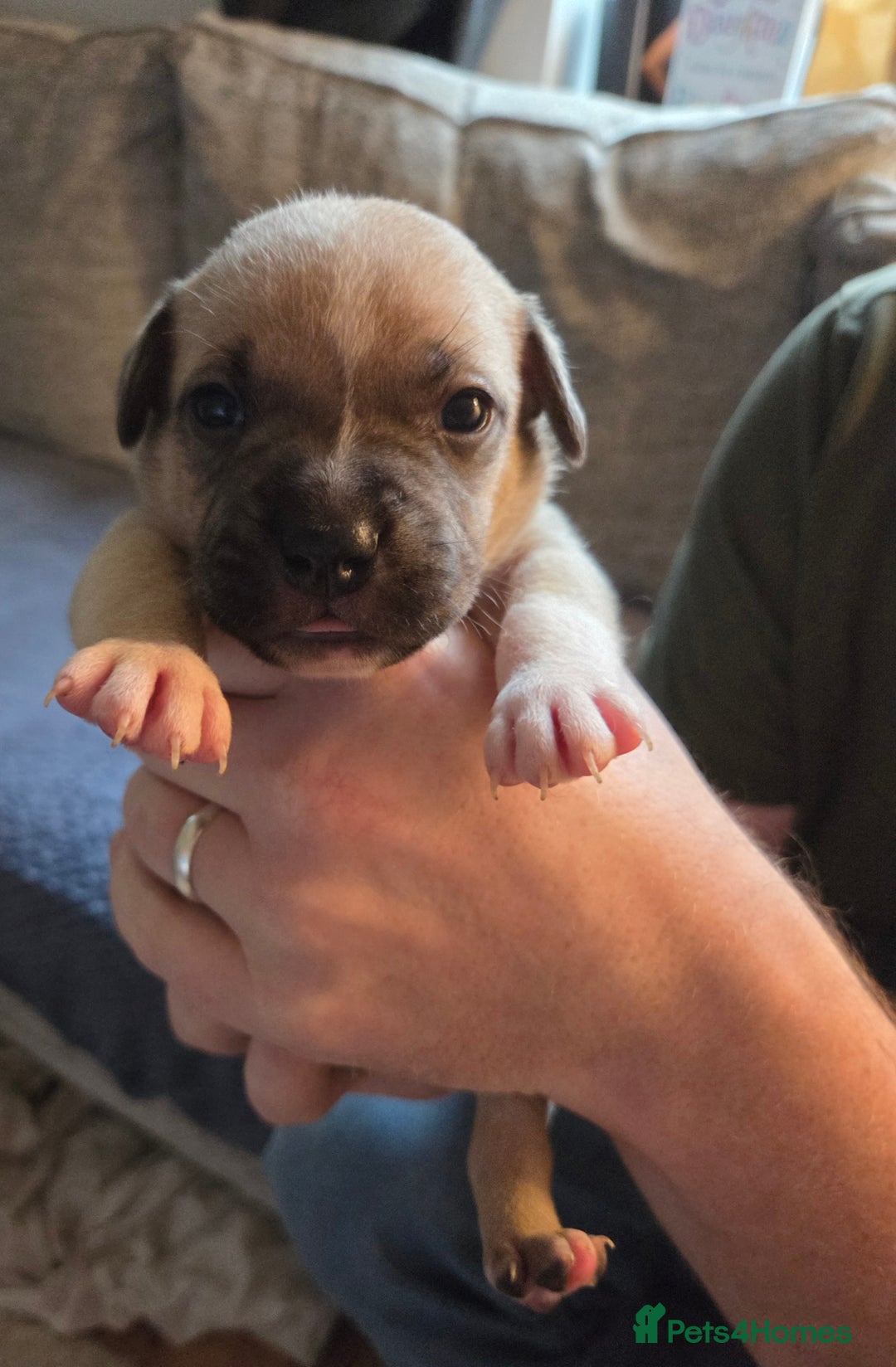 Staffordshire Bull Terrier dogs for sale: Beautiful litter of 9 Staffs  - Image 6