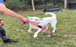 Mixed Breed dogs for adoption: DOUGIE - Like a Large Labrador - Image 11