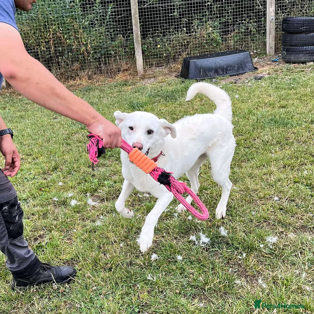 Mixed Breed dogs for adoption: DOUGIE - Like a Large Labrador - Advert 15