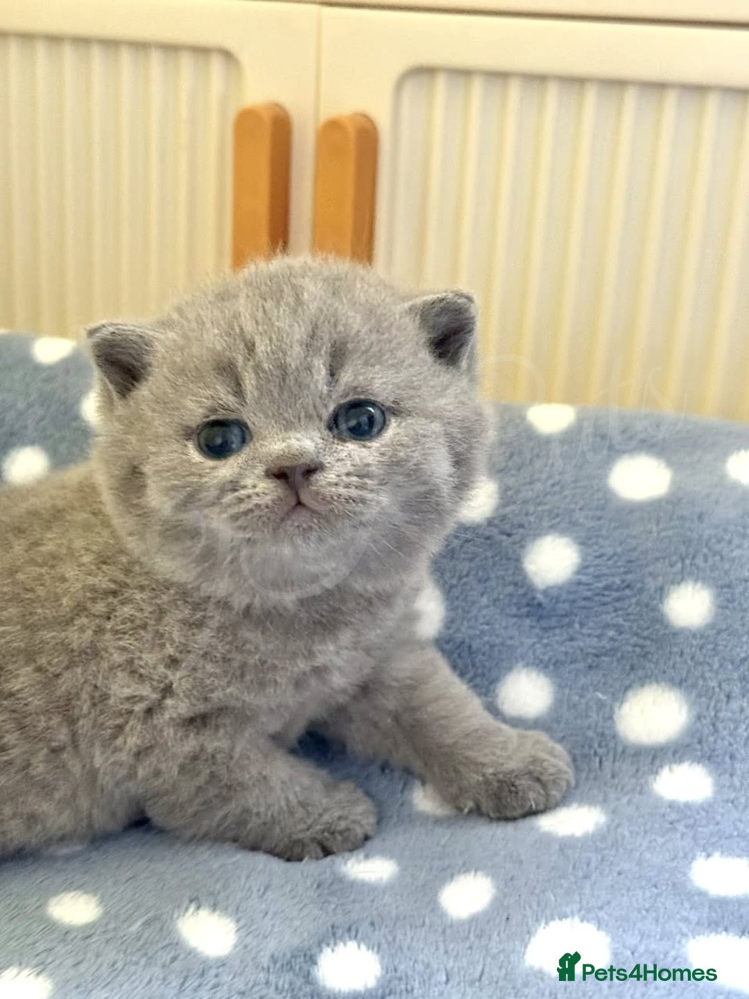 British Shorthair cats for sale: GCCF Registered -Show Quality BSH - Advert 3