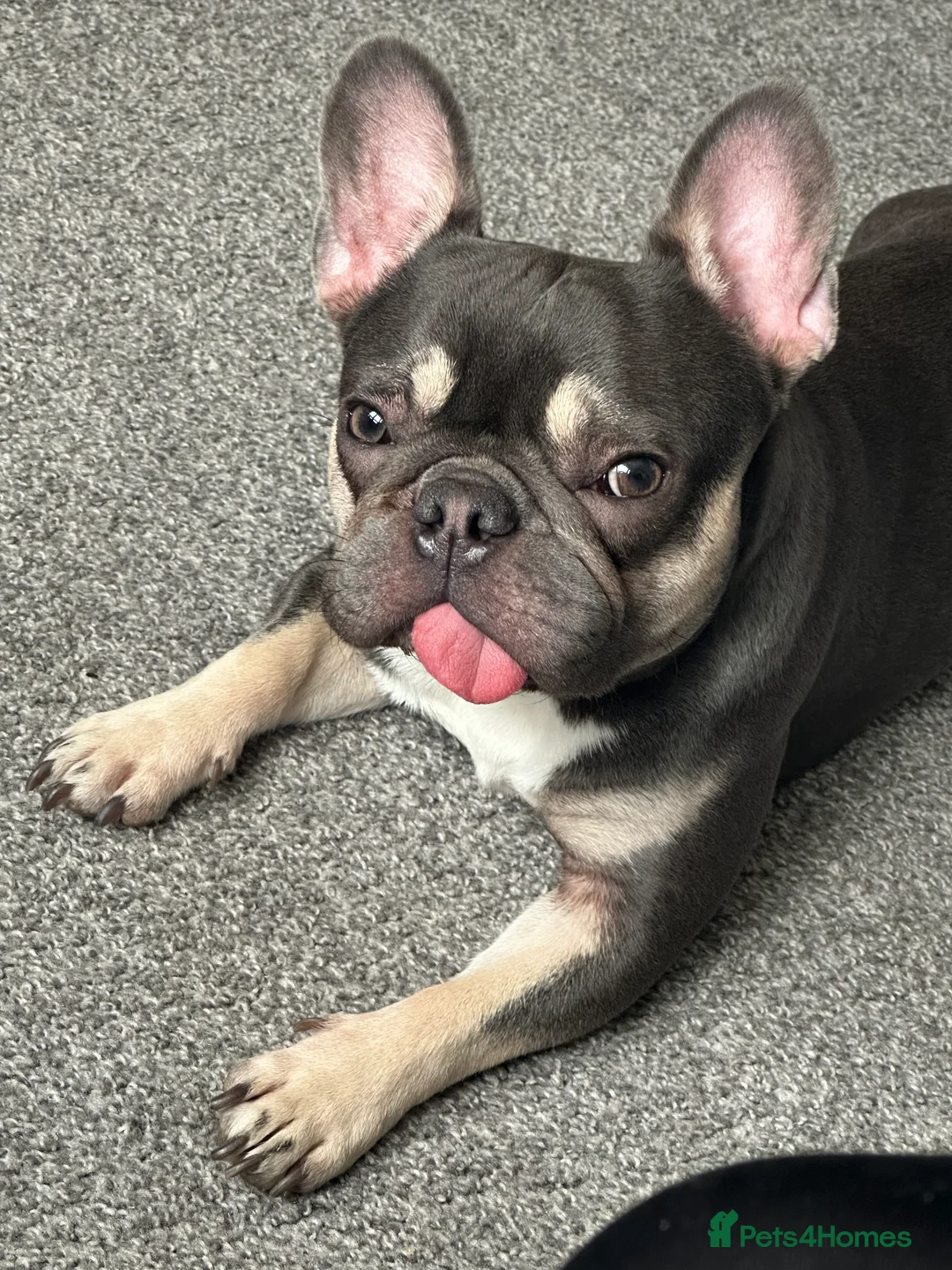 French Bulldog dogs for stud: male French bulldog for stud  - Advert 4