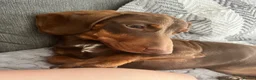 Miniature Dachshund dogs for sale: 2 year old male miniature dachshund  - Advert 6