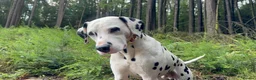Dalmatian dogs for stud: Outstanding, health tested KC reg male| proven - Advert 3