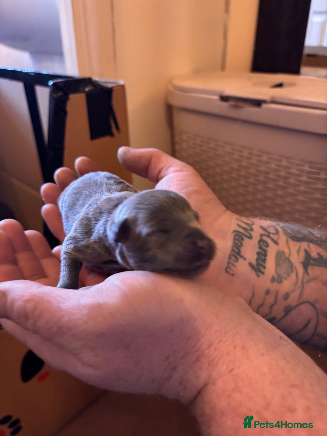 Staffordshire Bull Terrier dogs for sale: Kc reg pied, blue and black Staffies  - Advert 6