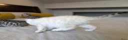 Bengal cats for sale: 🤍🤎🖤 GORGEOUS BENGAL KITTENS 🖤🤎🤍 - Advert 31