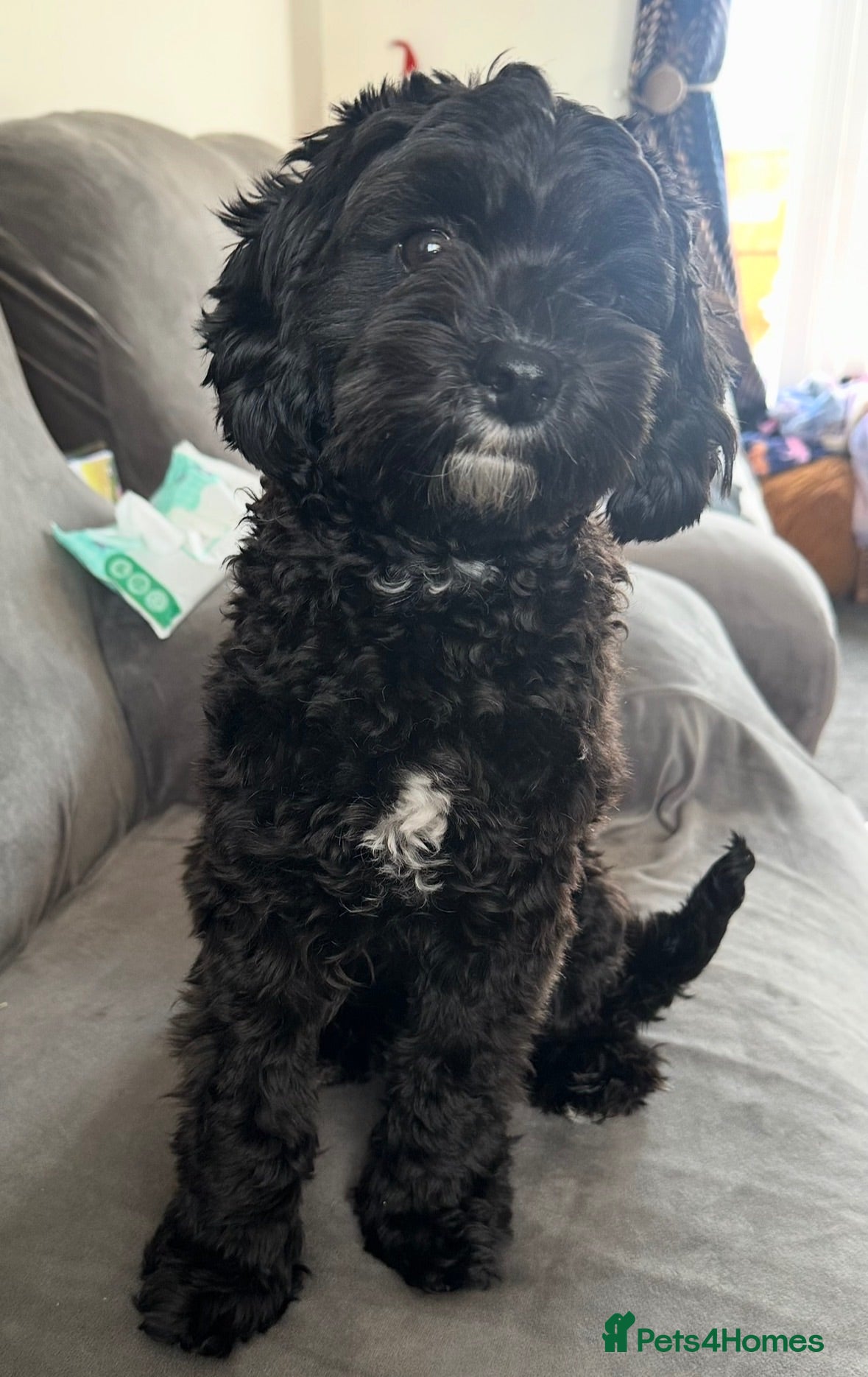 Cavapoo dogs Cavapoo F1b Stunning Puppies (Male) - Advert 6