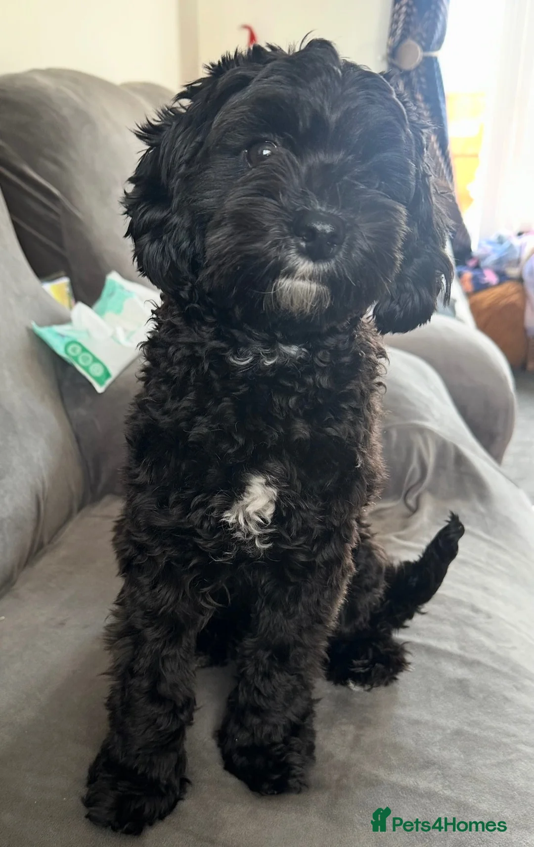 Cavapoo dogs for sale: Cavapoo F1b Stunning Puppies (Male) - Advert 18