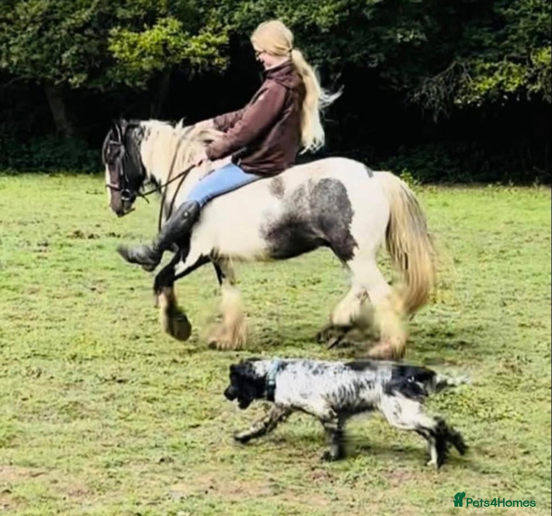 Cockapoo dogs for sale: Cockapoos looking for forever homes - Advert 32