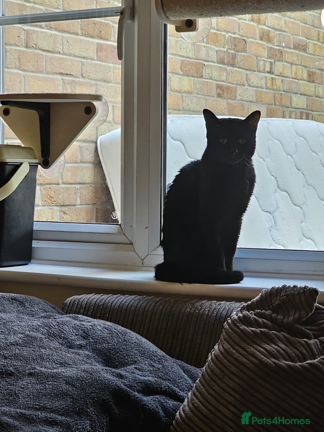 Mixed Breed cats for adoption: Ozzy deserves better  - Advert 3