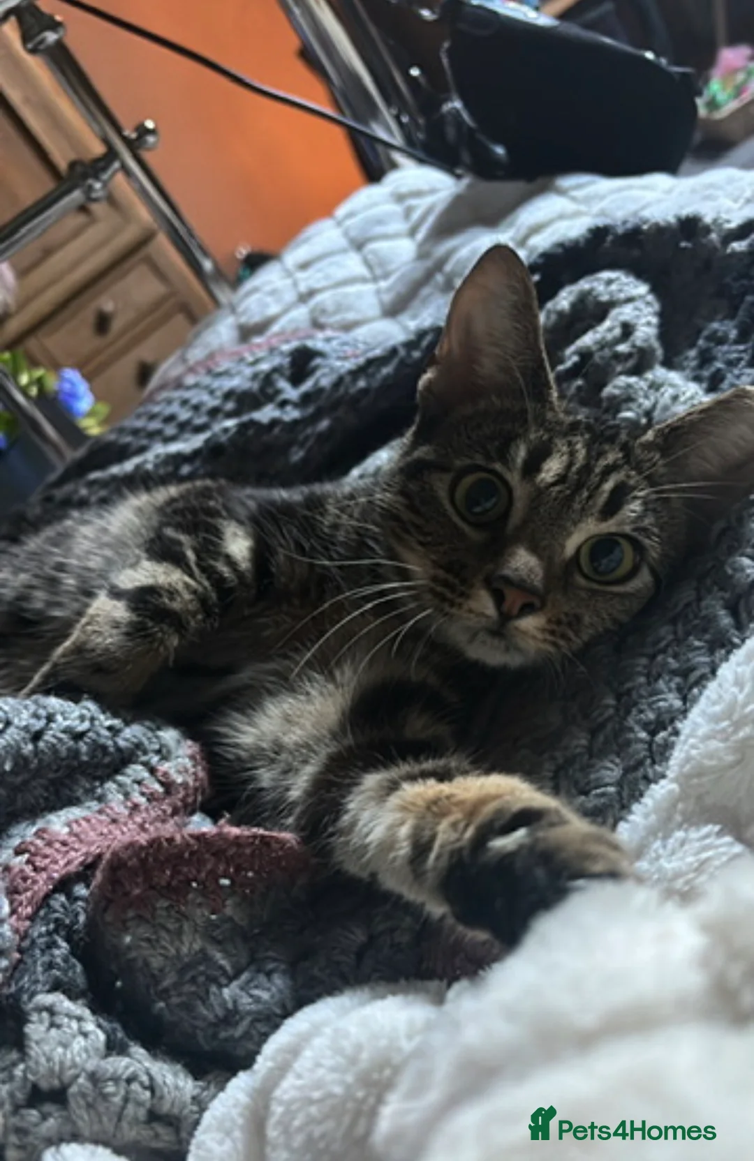 Mixed Breed cats for sale: Tabby shorthair  - Advert 1