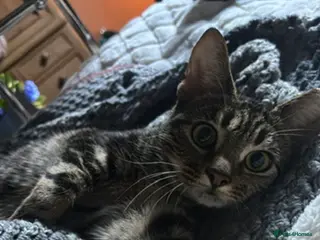 Mixed Breed cats Tabby shorthair - Advert 2